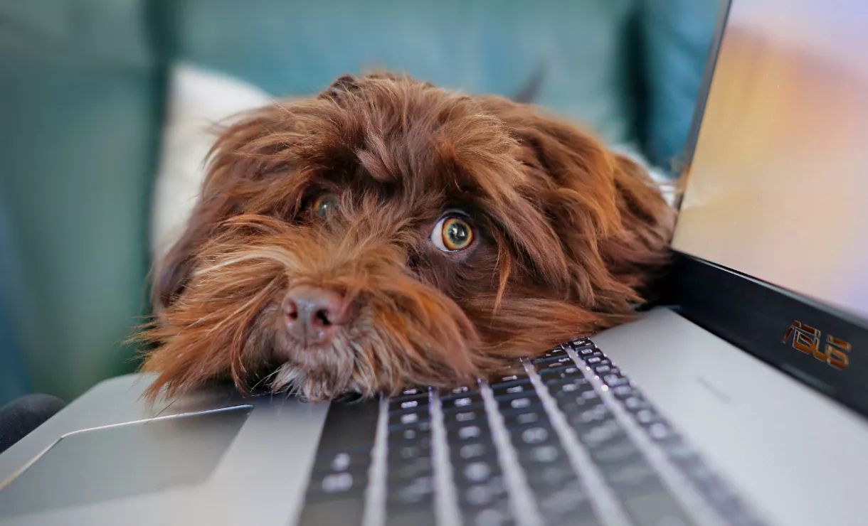 Brązowy, refleksyjny pies położył głowę na laptopie